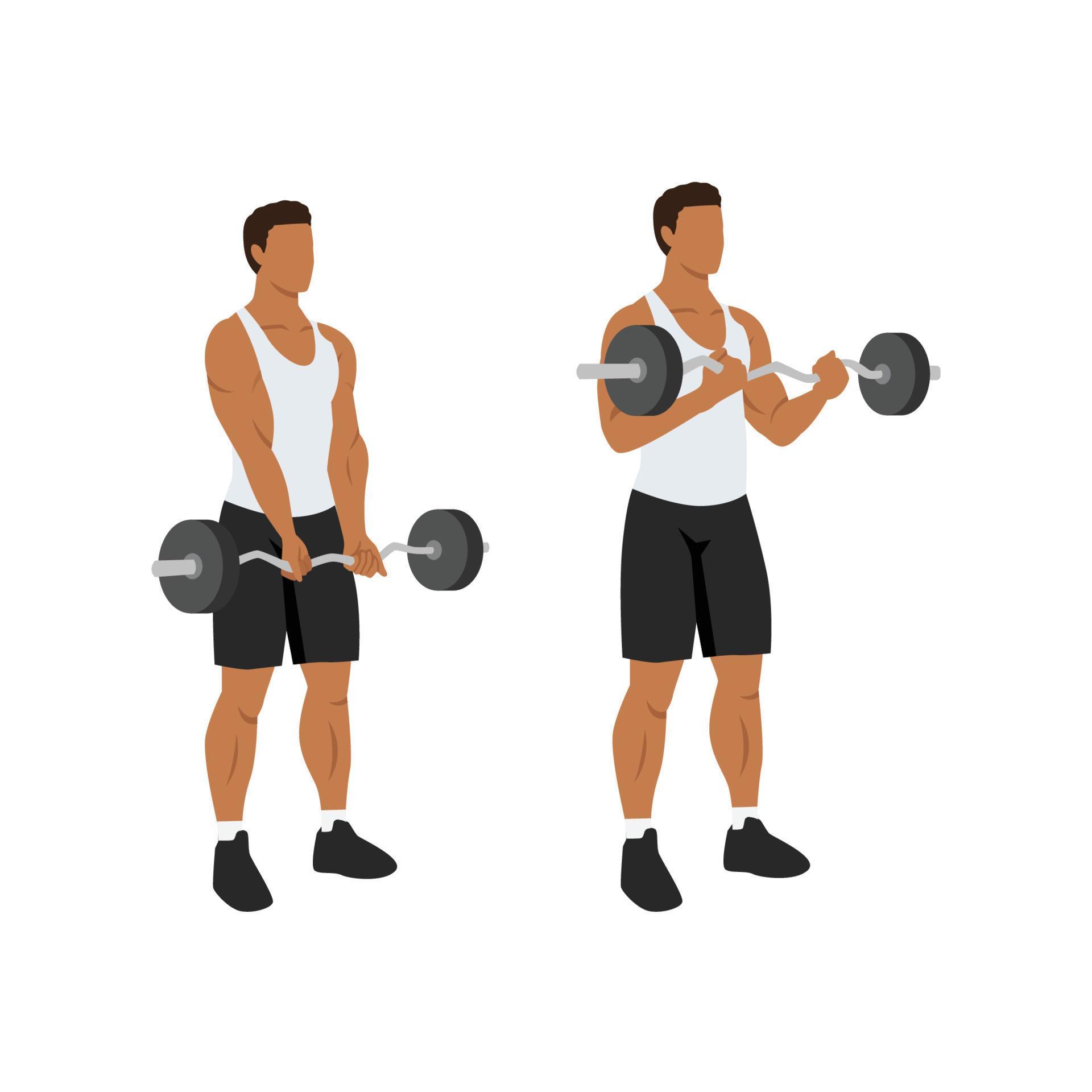 Man doing ez barbell curl. Flat vector illustration isolated on