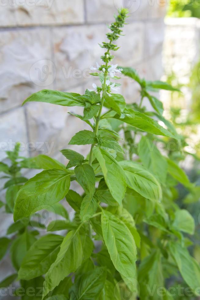 Fresh basil detail photo