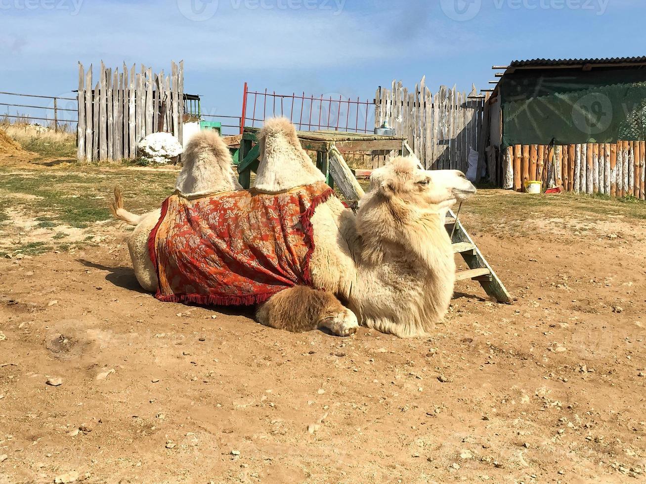 A camel lying on dry desert ground photo