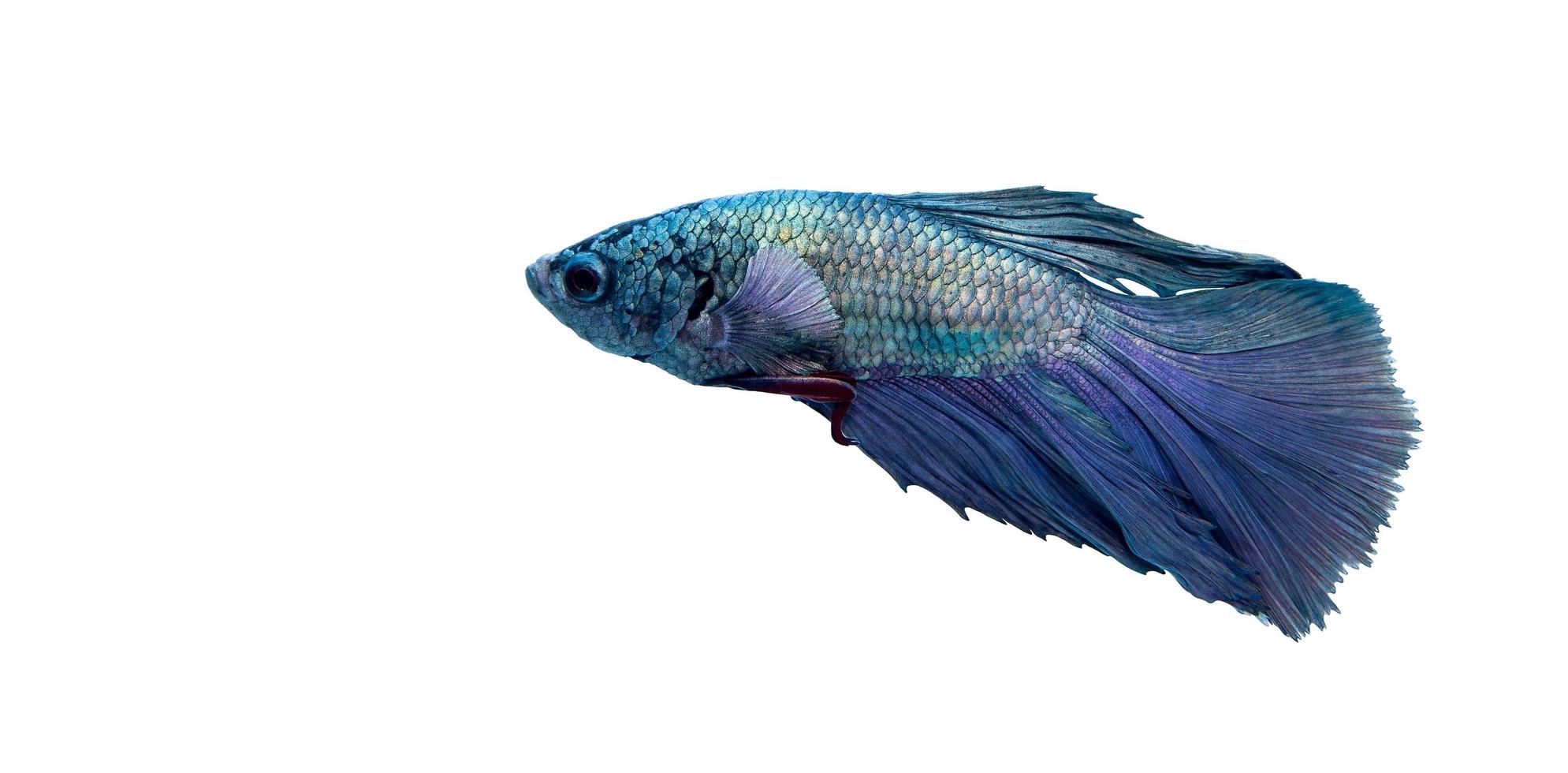 Blue and purple Siamese fighting fish photo