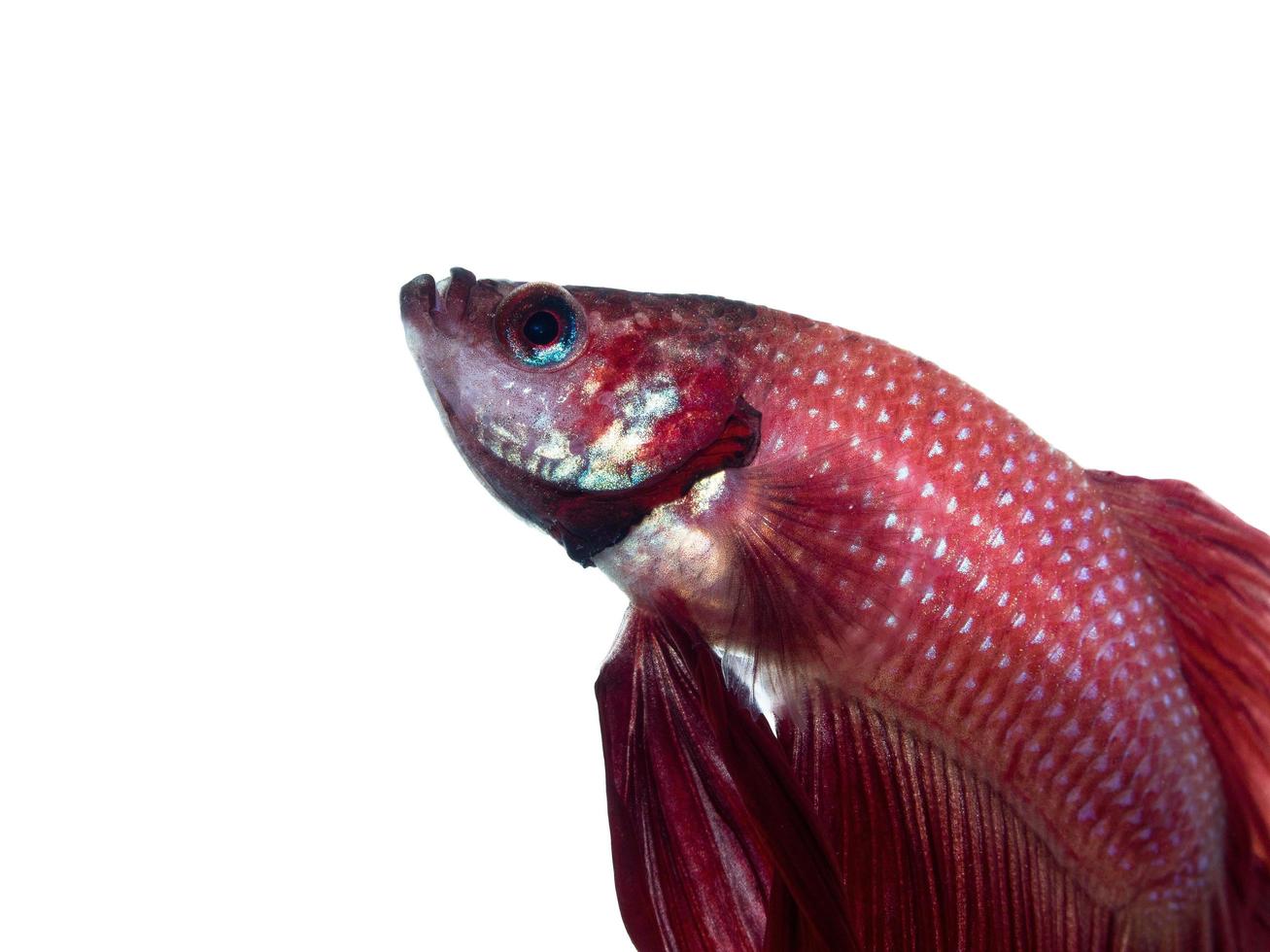 primer plano, textura, de, rojo, pez luchador siamés foto