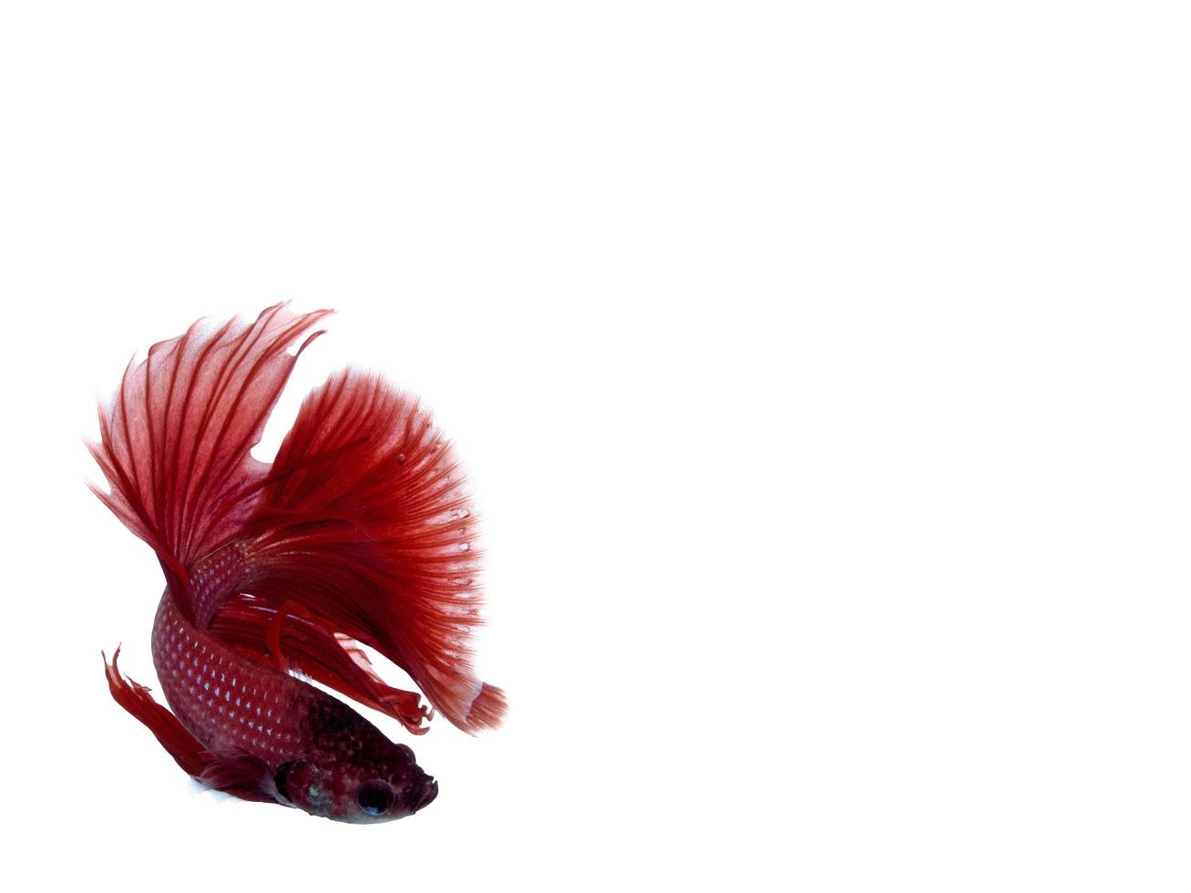 Red Siamese fighting fish photo