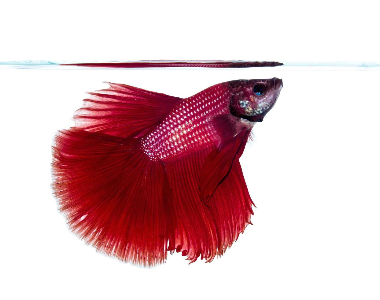 Red Siamese fighting fish photo