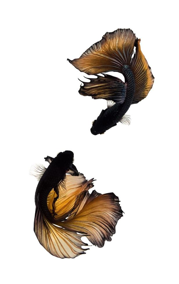 Gold Black Siamese fighting fish photo