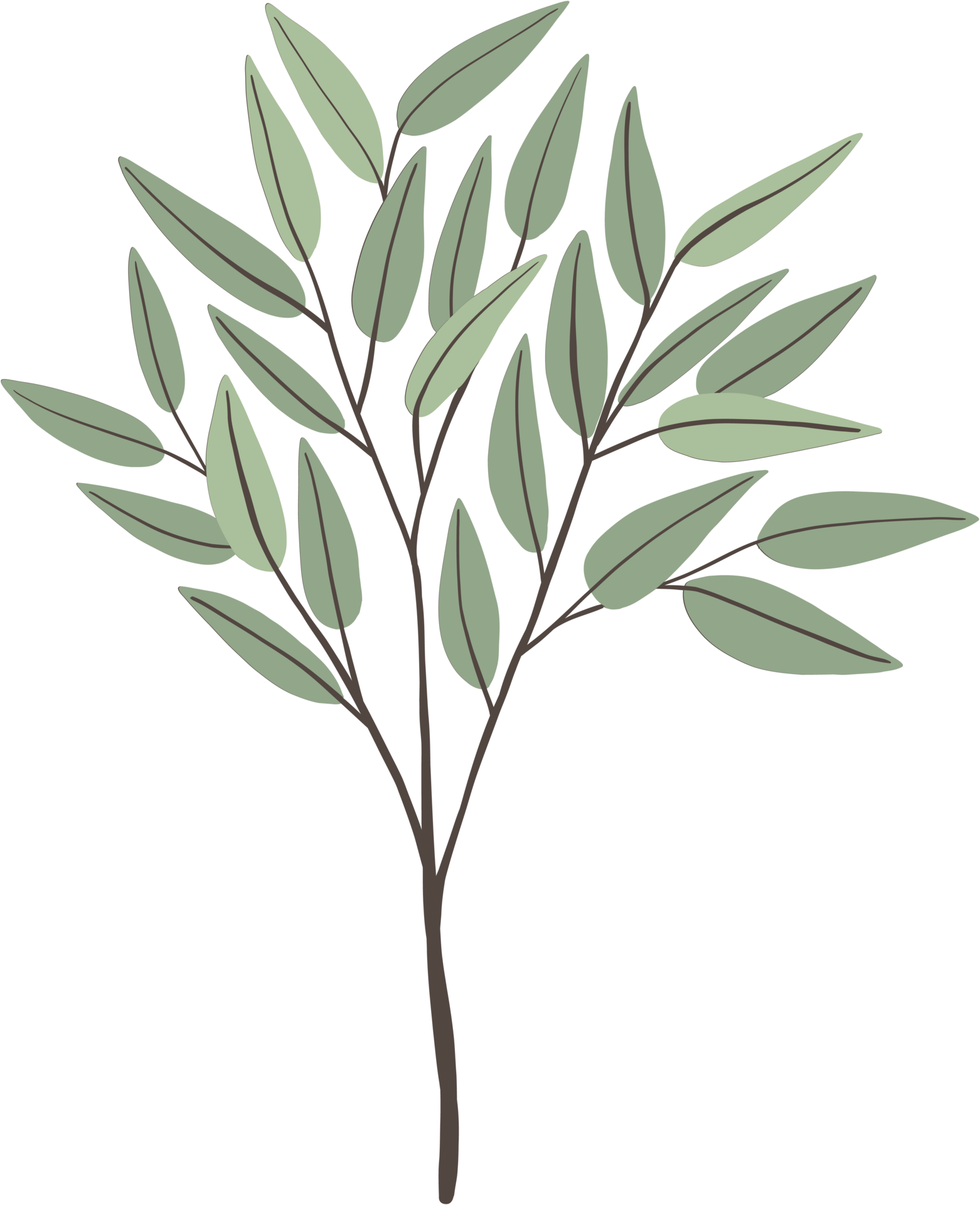 simplicity eucalyptus leaf freehand drawing. 15714890 PNG