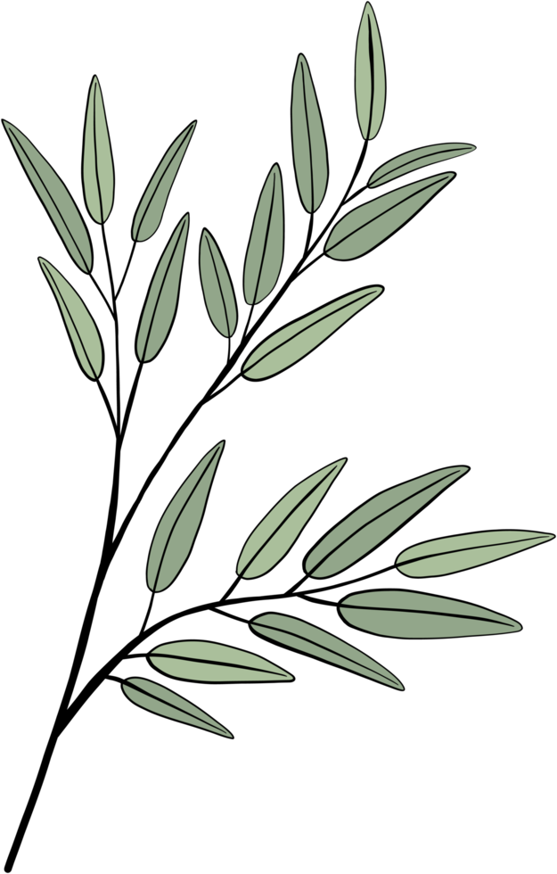 simplicity eucalyptus leaf freehand drawing. png