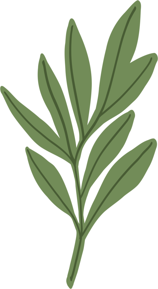 enkelhet eukalyptus blad freehand teckning. png