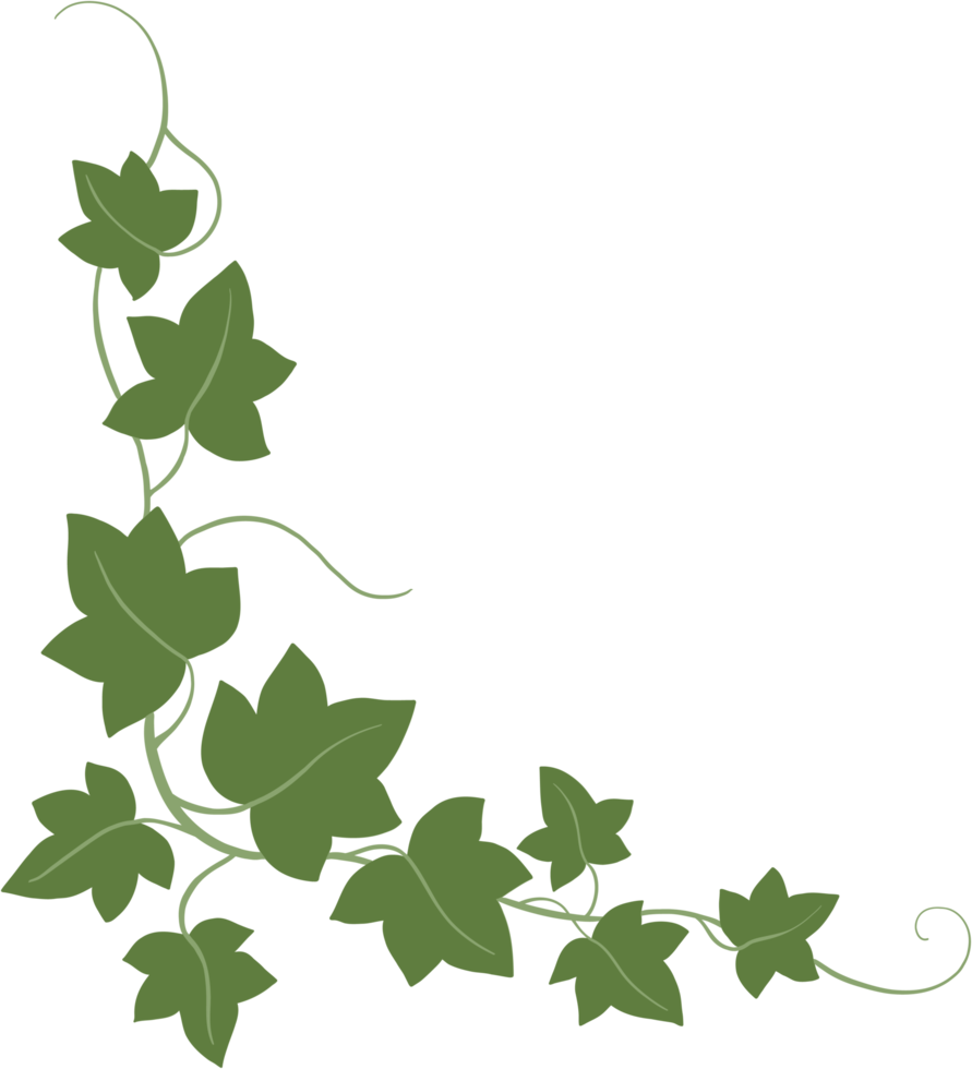 Set of green ivy leaves isolated on white background. Vector flat cartoon  illustrations 10586655 Vector Art at Vecteezy