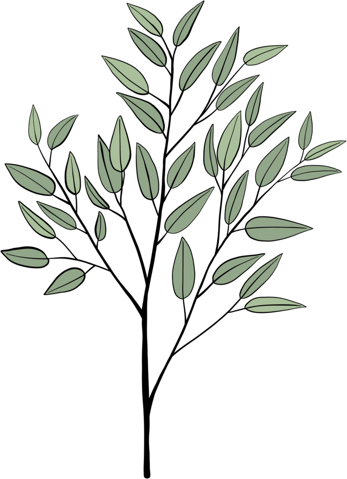 simplicity eucalyptus leaf freehand drawing. png