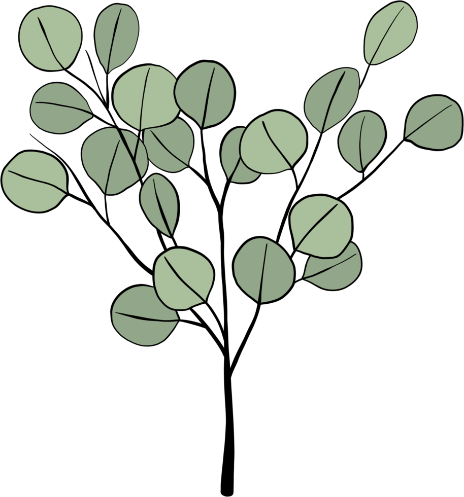 dessin à main levée feuille d'eucalyptus simplicité. png