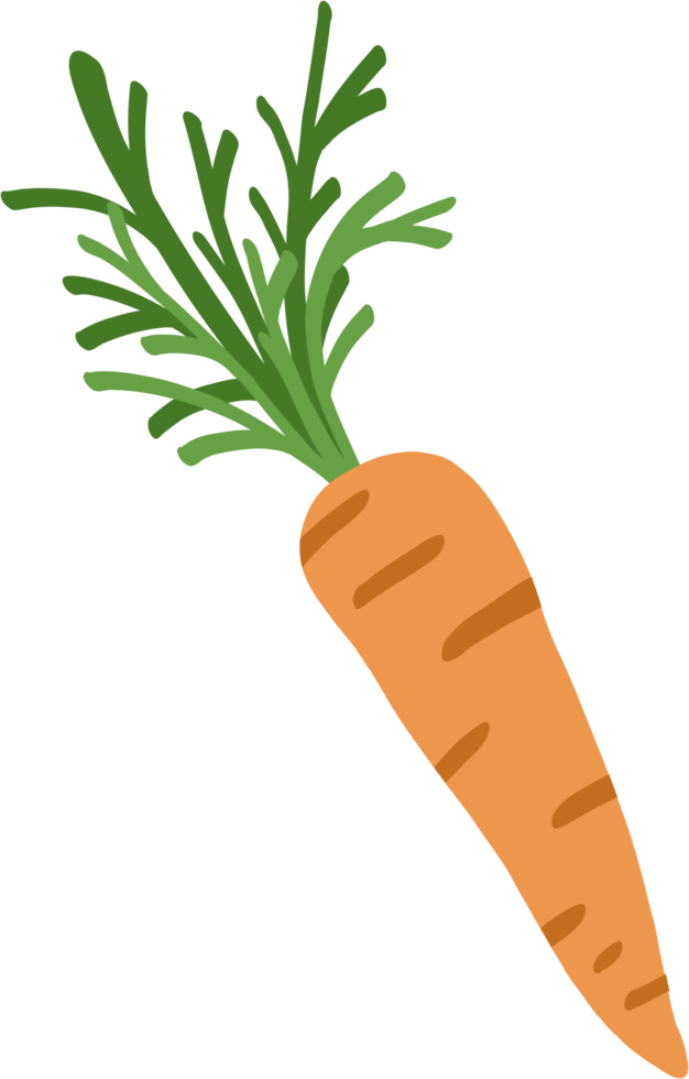 doodle freehand sketch drawing of carrot png