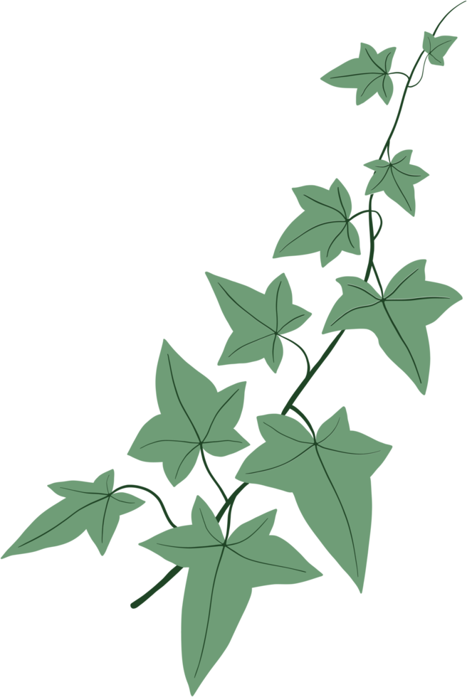 Simplicity ivy freehand drawing png