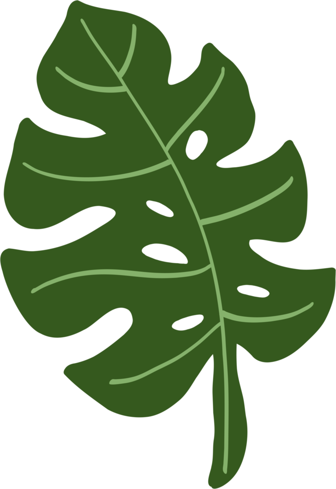 simplicity eucalyptus leaf freehand drawing. png