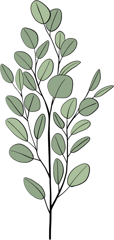simplicity eucalyptus leaf freehand drawing. png