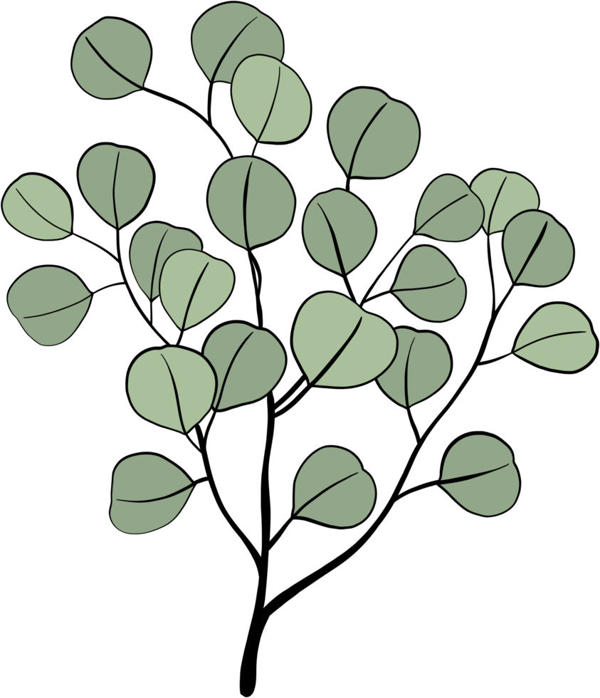 dessin à main levée feuille d'eucalyptus simplicité. png