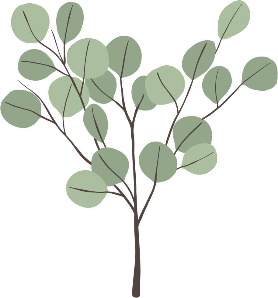 simplicity eucalyptus leaf freehand drawing. png