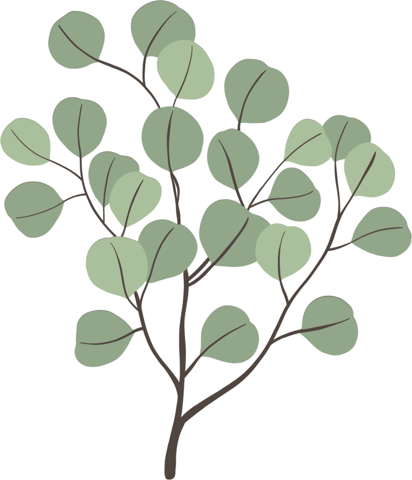 dessin à main levée feuille d'eucalyptus simplicité. png