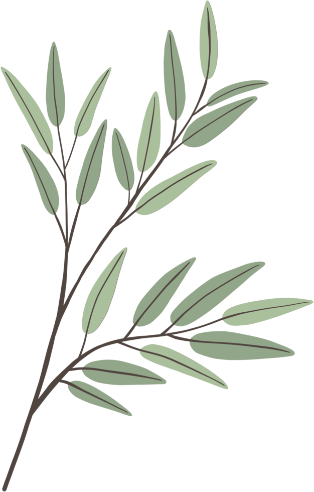 enkelhet eukalyptus blad freehand teckning. png