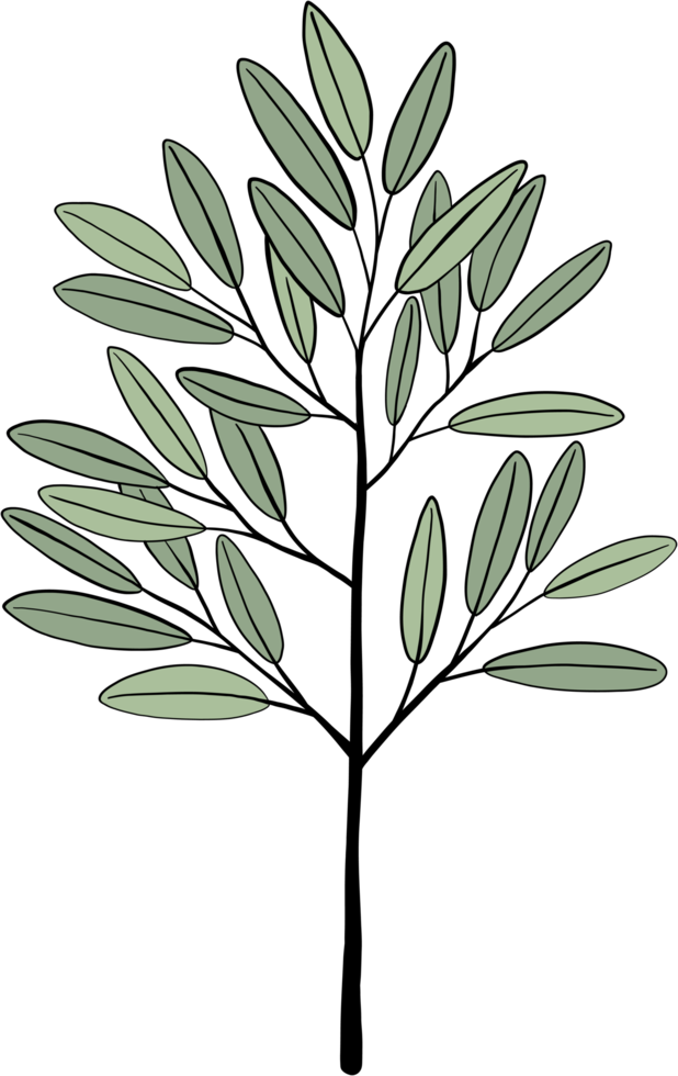 simplicity eucalyptus leaf freehand drawing. png