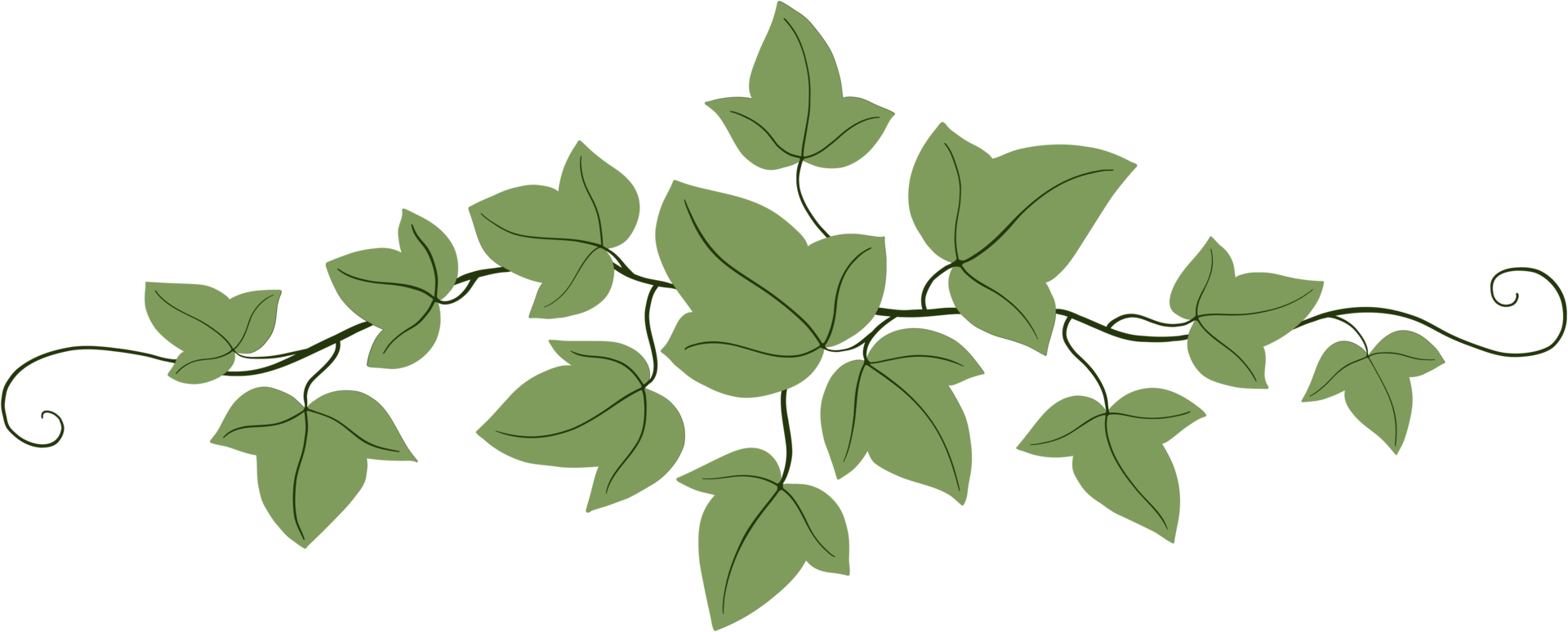 Simplicity ivy freehand drawing png