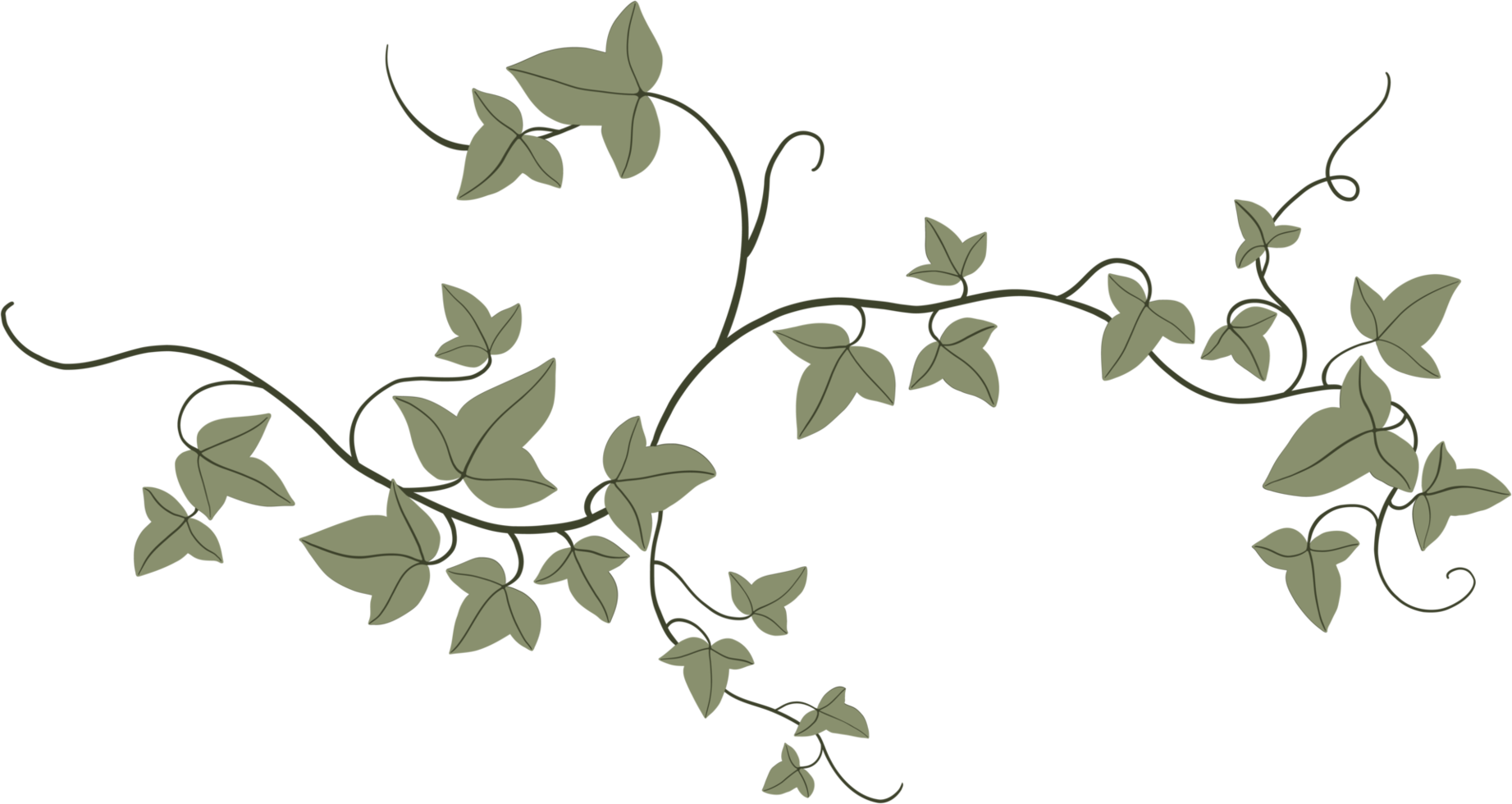 Simplicity ivy freehand drawing png