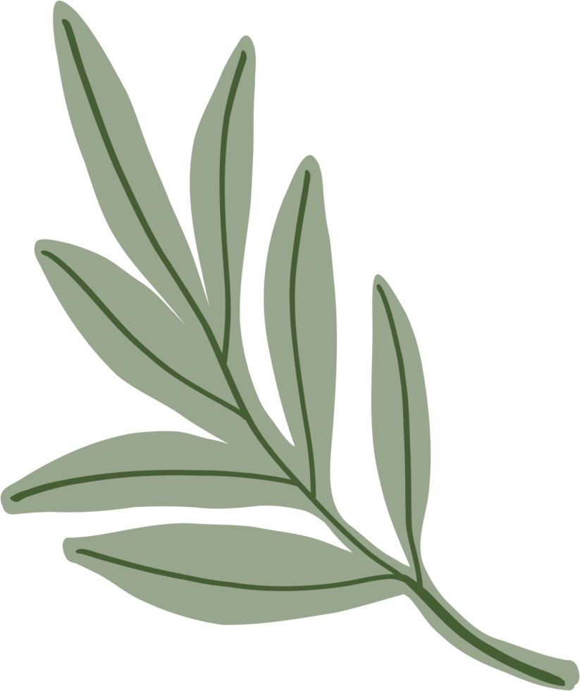 enkelhet eukalyptus blad freehand teckning. png