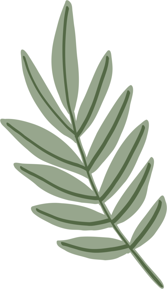 dessin à main levée feuille d'eucalyptus simplicité. png