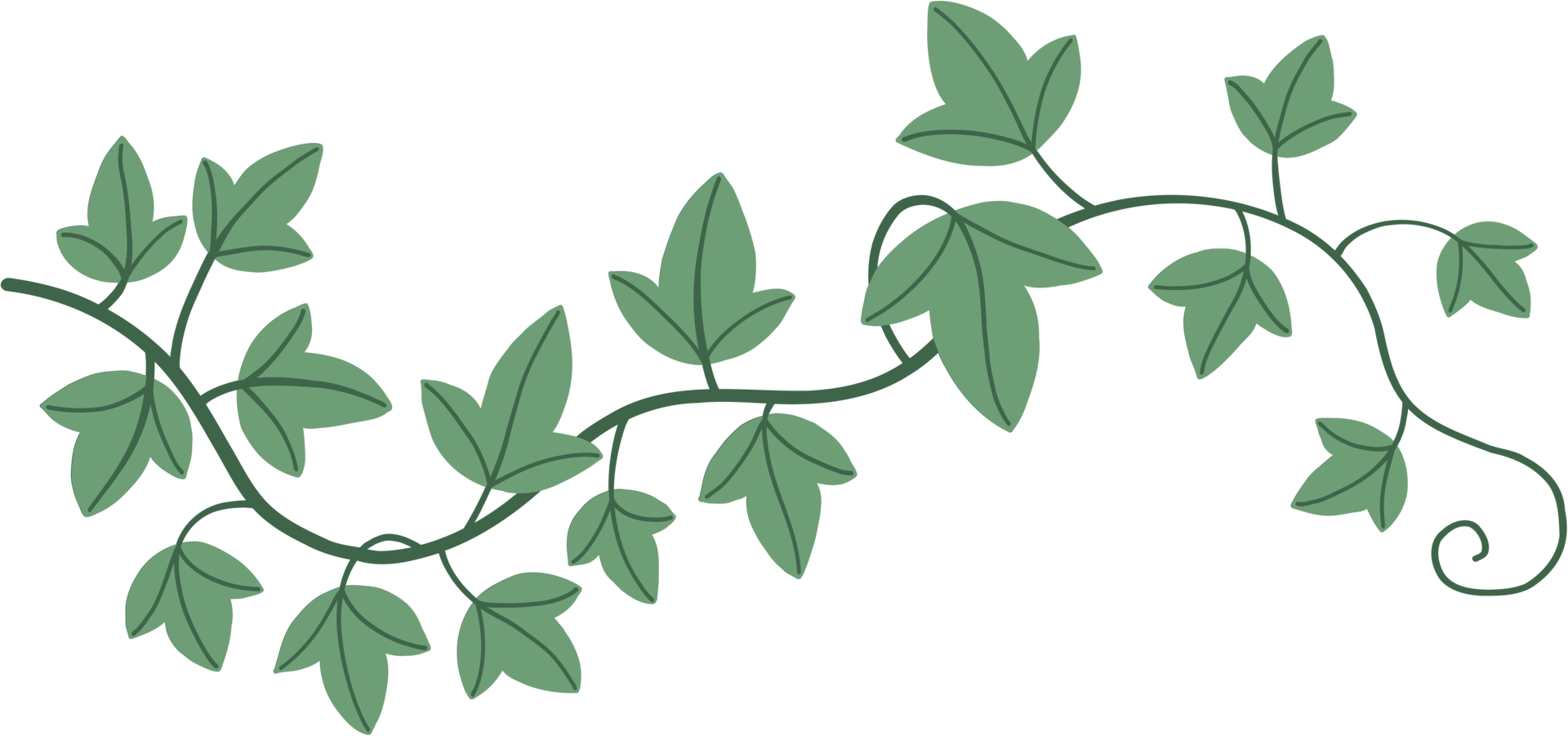 Simplicity ivy freehand drawing png