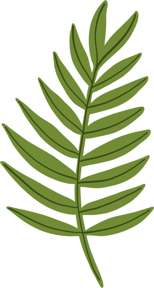 simplicity eucalyptus leaf freehand drawing. png