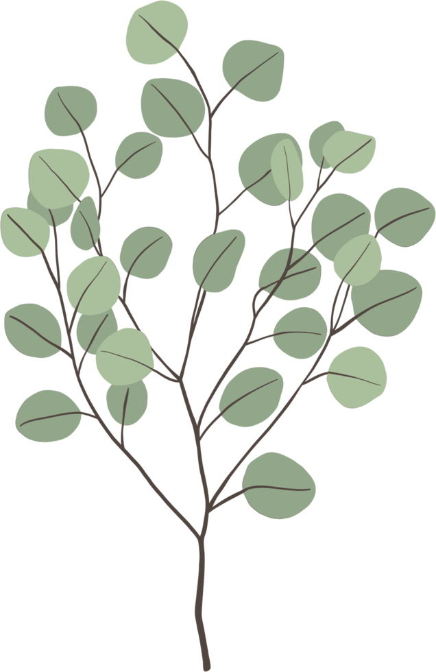 simplicidade desenho à mão livre de folha de eucalipto. png