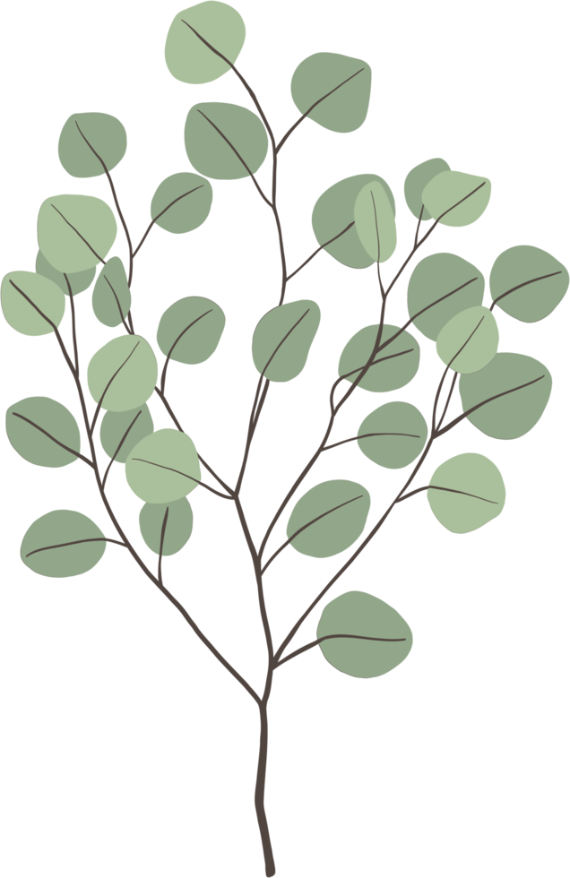 simplicity eucalyptus leaf freehand drawing. png