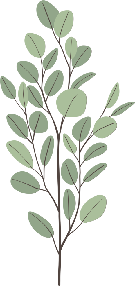 dessin à main levée feuille d'eucalyptus simplicité. png