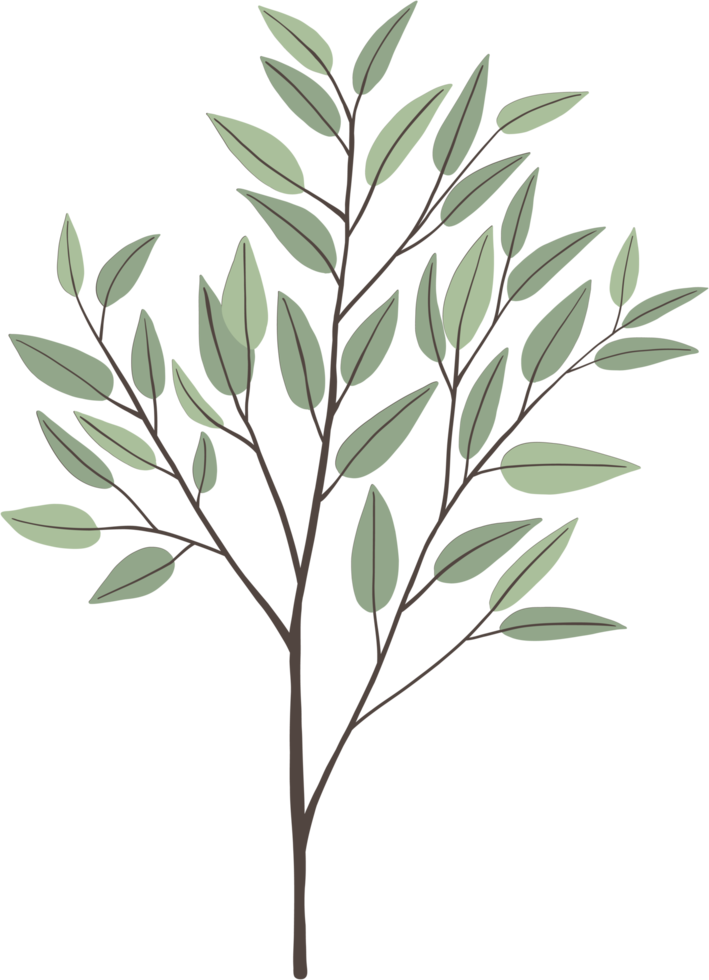 simplicity eucalyptus leaf freehand drawing. png