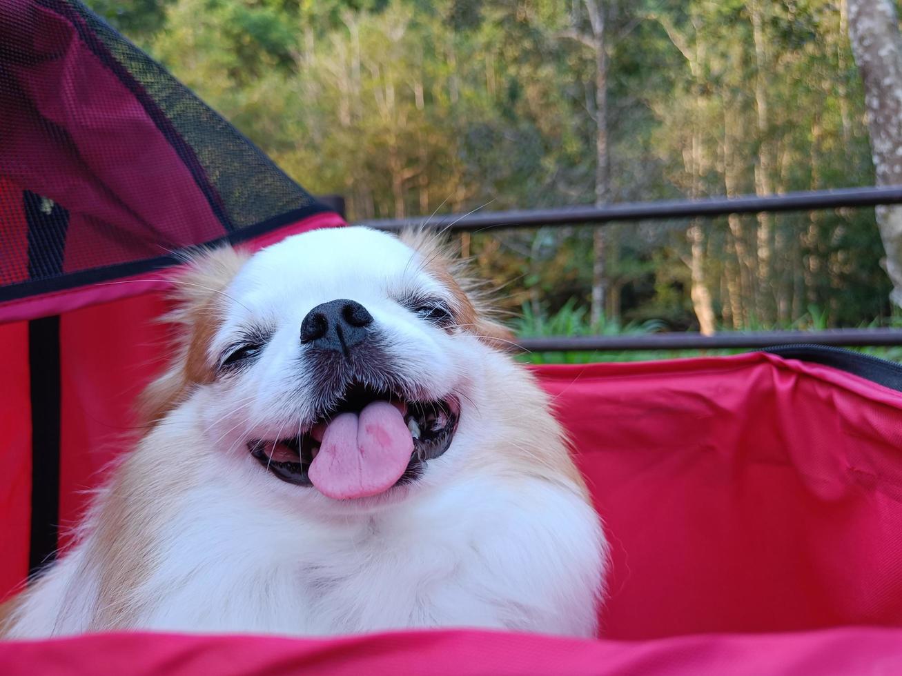 raza de perro chihuahua sentado en un cochecito rojo feliz foto