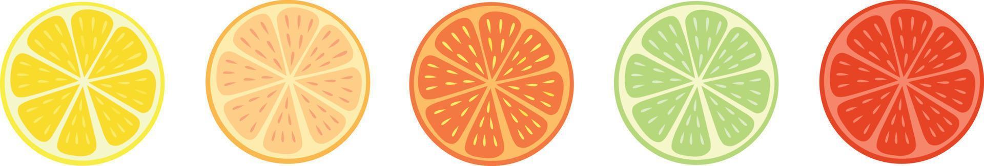 Citrus fruit slices on white background, vector