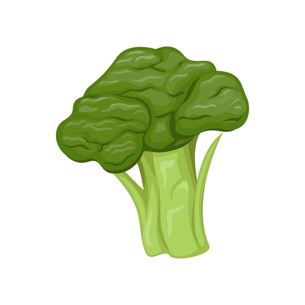 Broccolli vegetable object symbol cartoon illustration vector