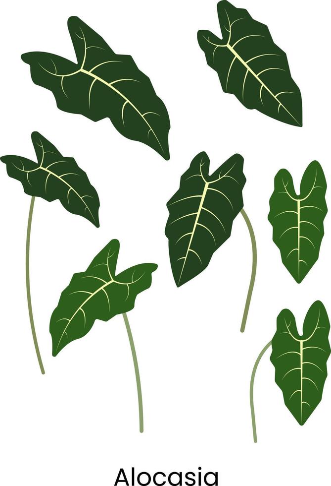 alocasia house plant vector