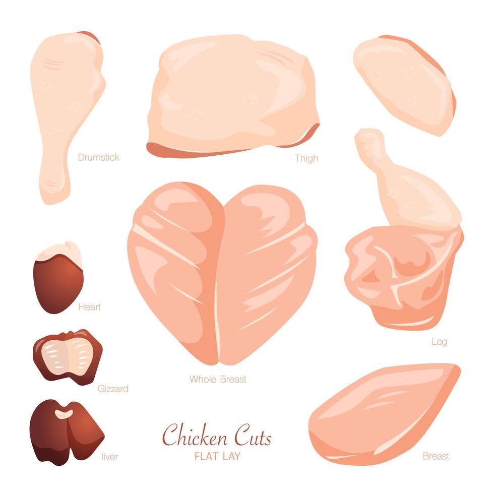 boneless chicken. Cut of meat set. flat lay graphic idea. collection. Butcher shop meat products. Vector illustration