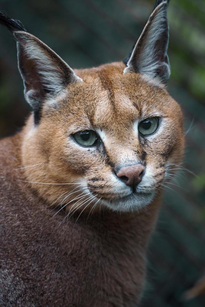 Caracal in zoo photo