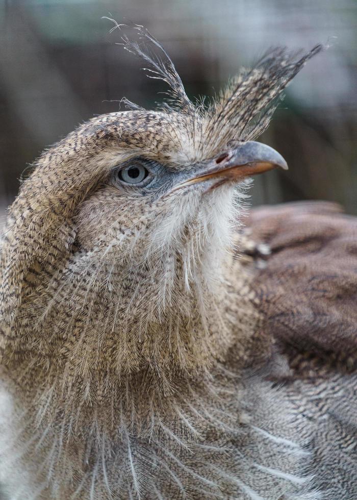 Red legged Seriema photo