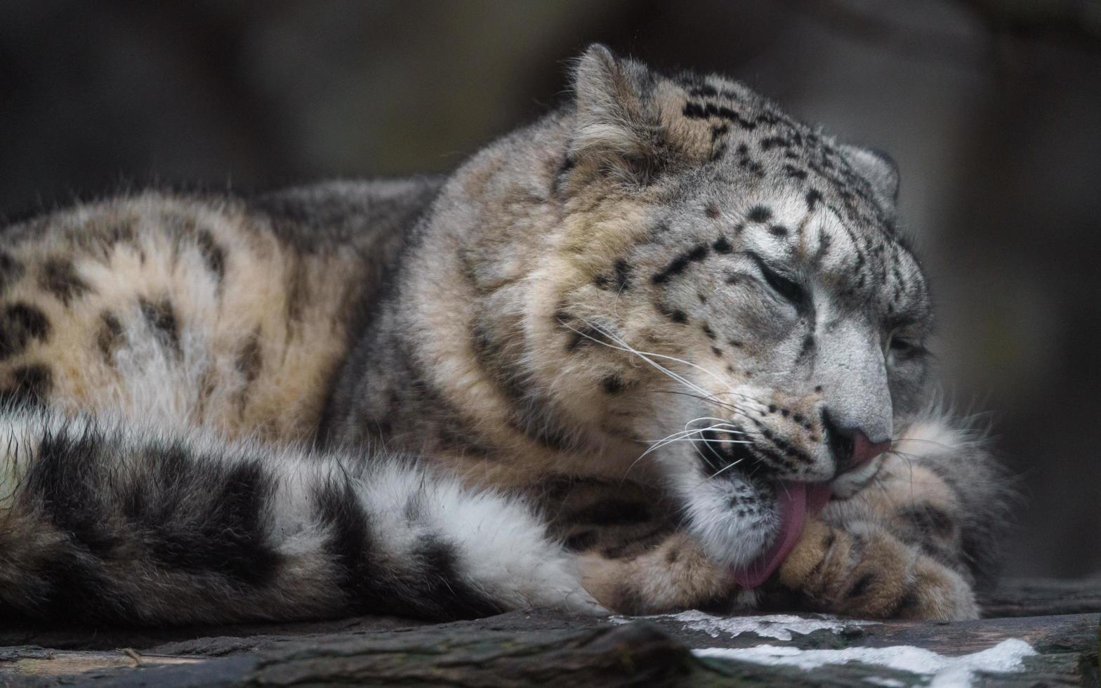 irbis leopardo de las nieves foto