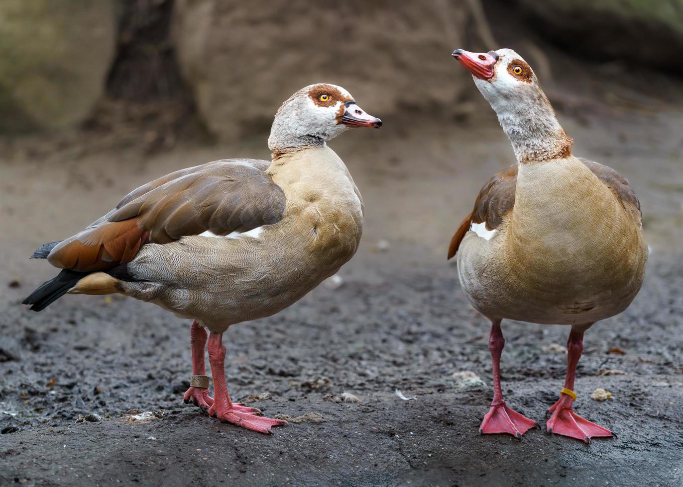 Egyptian goose in zoo photo