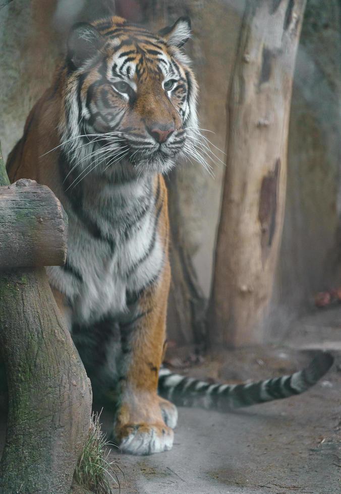 tigre de sumatra, en, zoológico foto