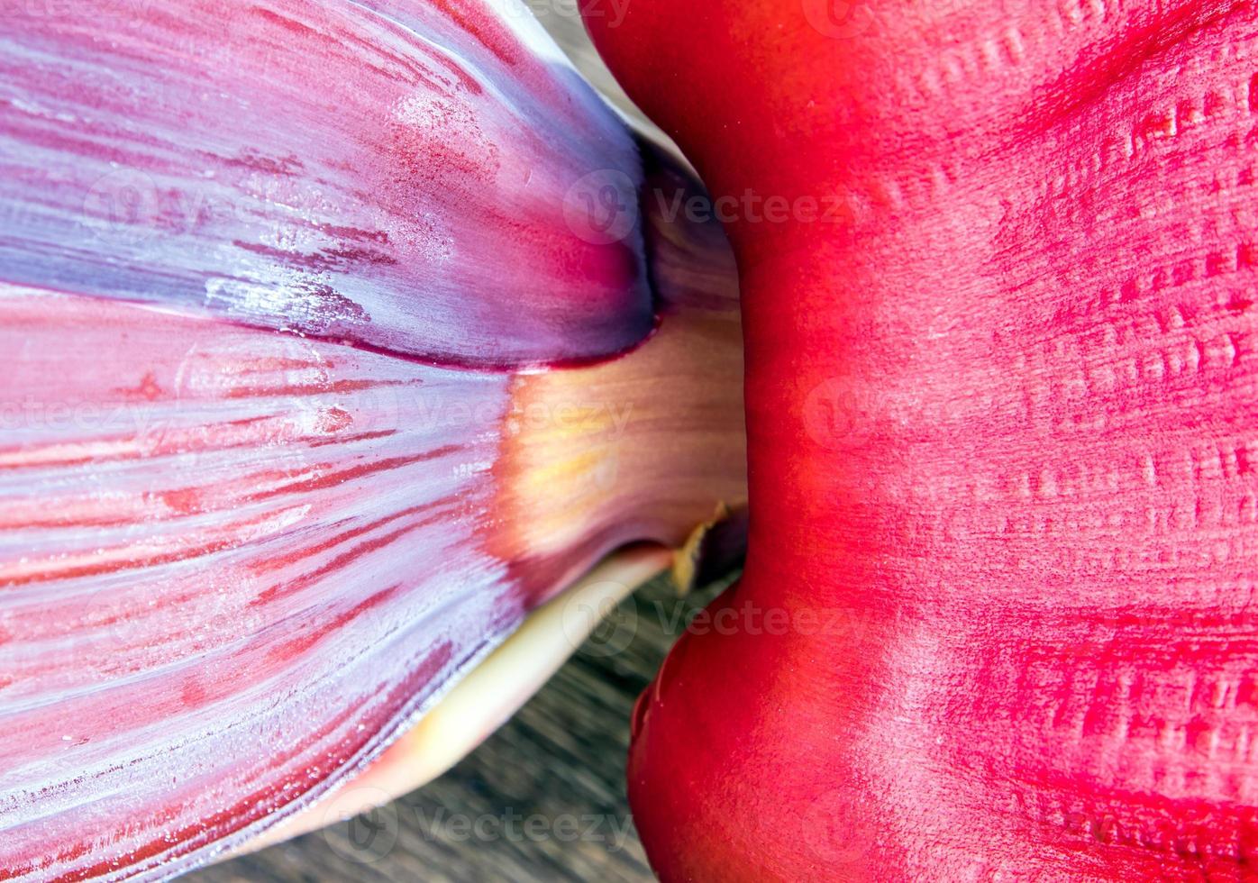 Silver bluggoe banana blossom photo