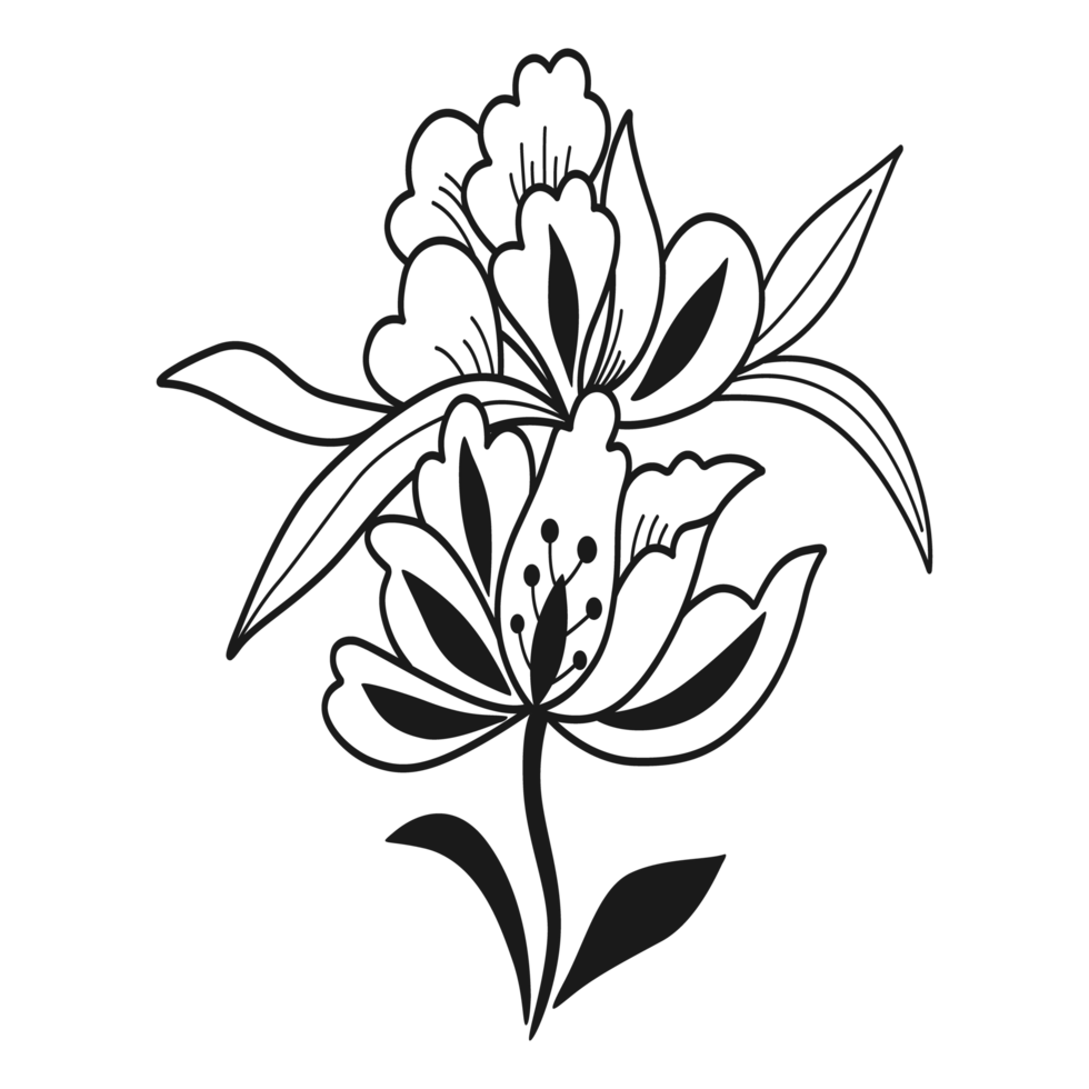 Floral outline illustration Isolated on png transparent background