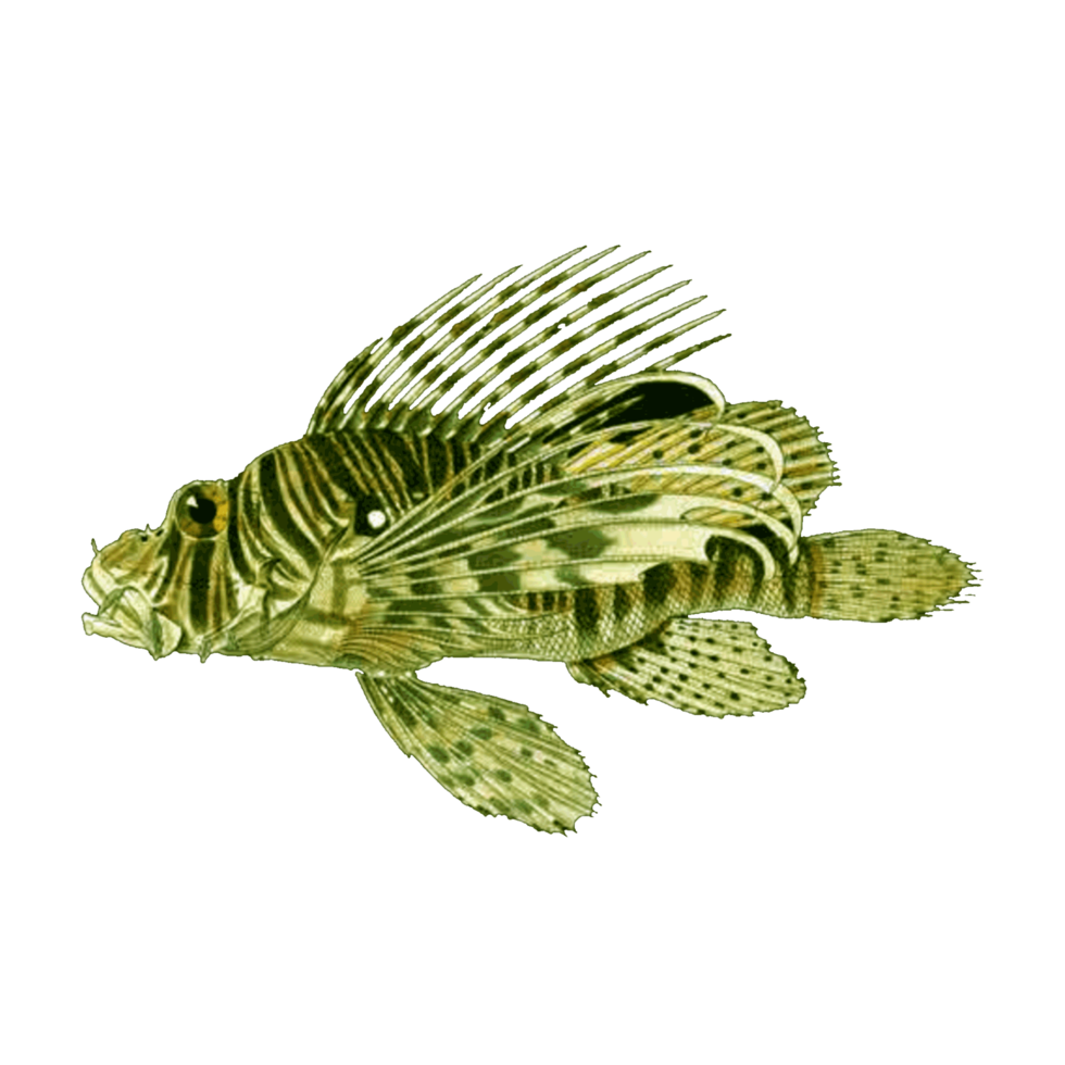Beautiful Aquarium fish isolated on png transparent background