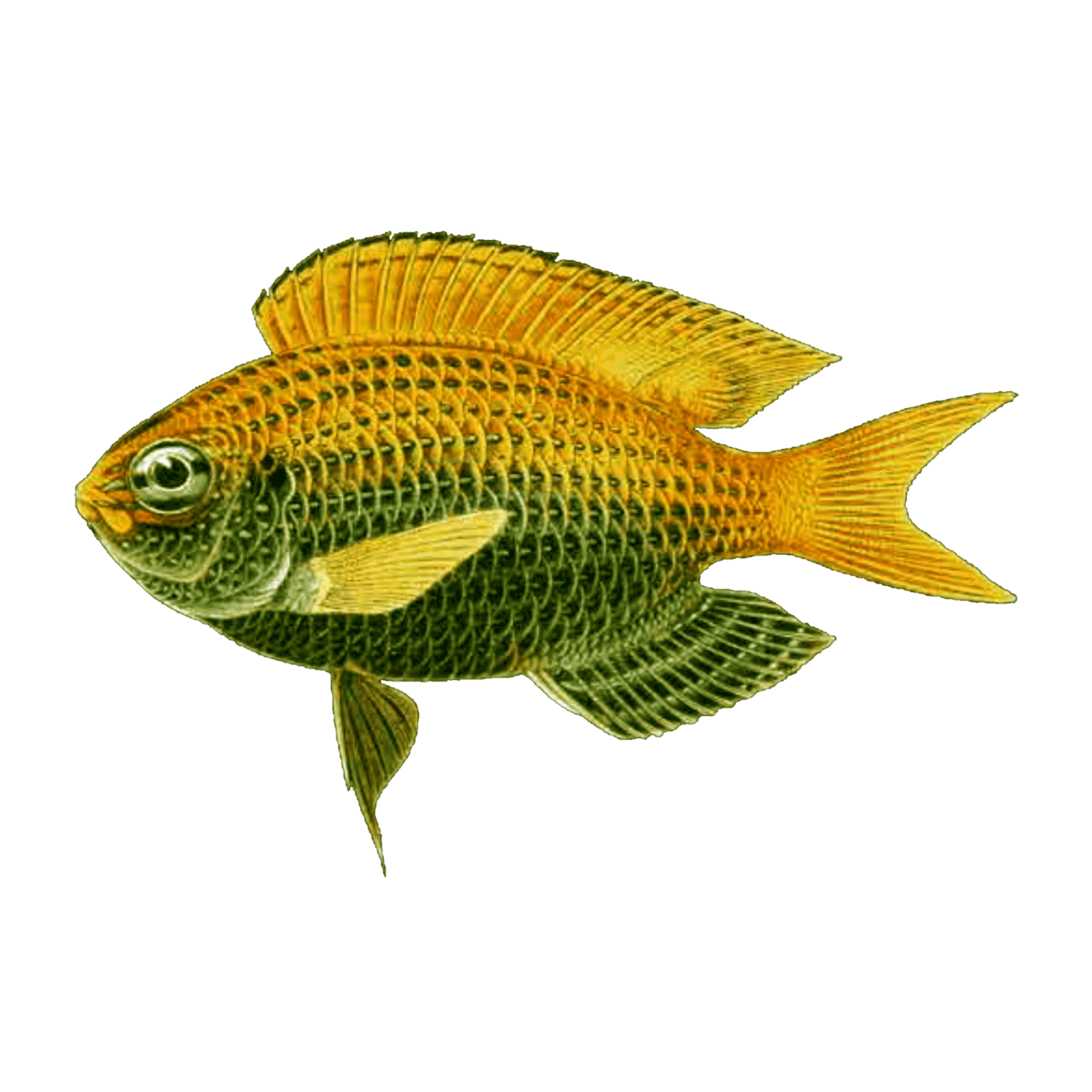 Transparent Aquarium Fish