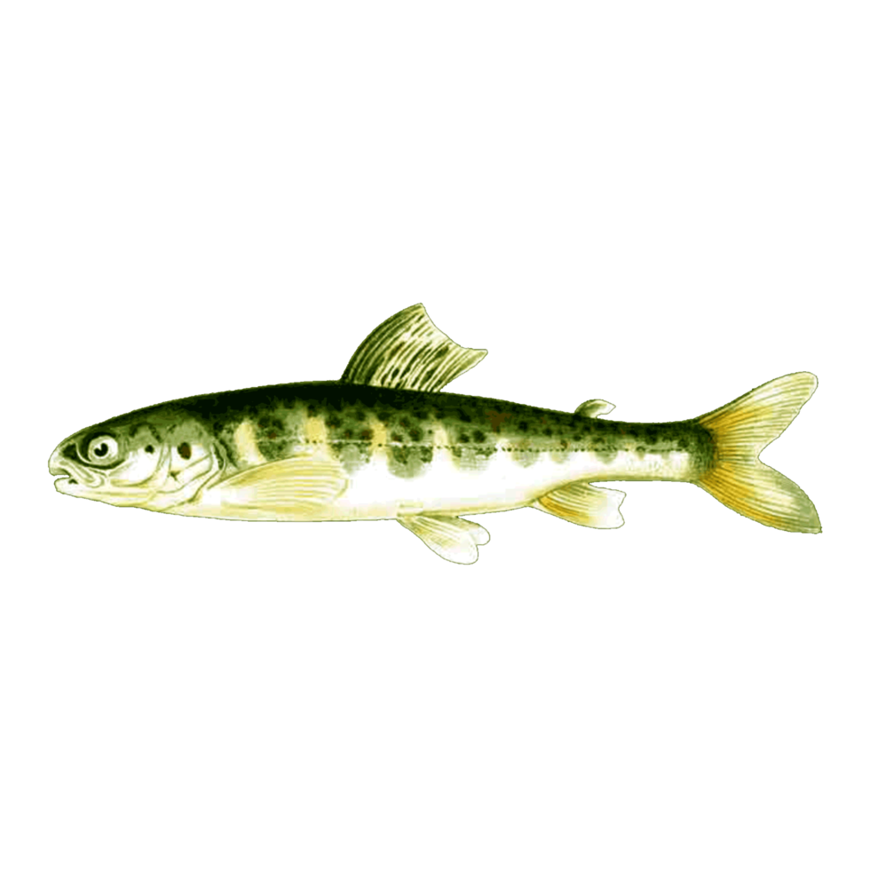 Beautiful Aquarium fish isolated on png transparent background