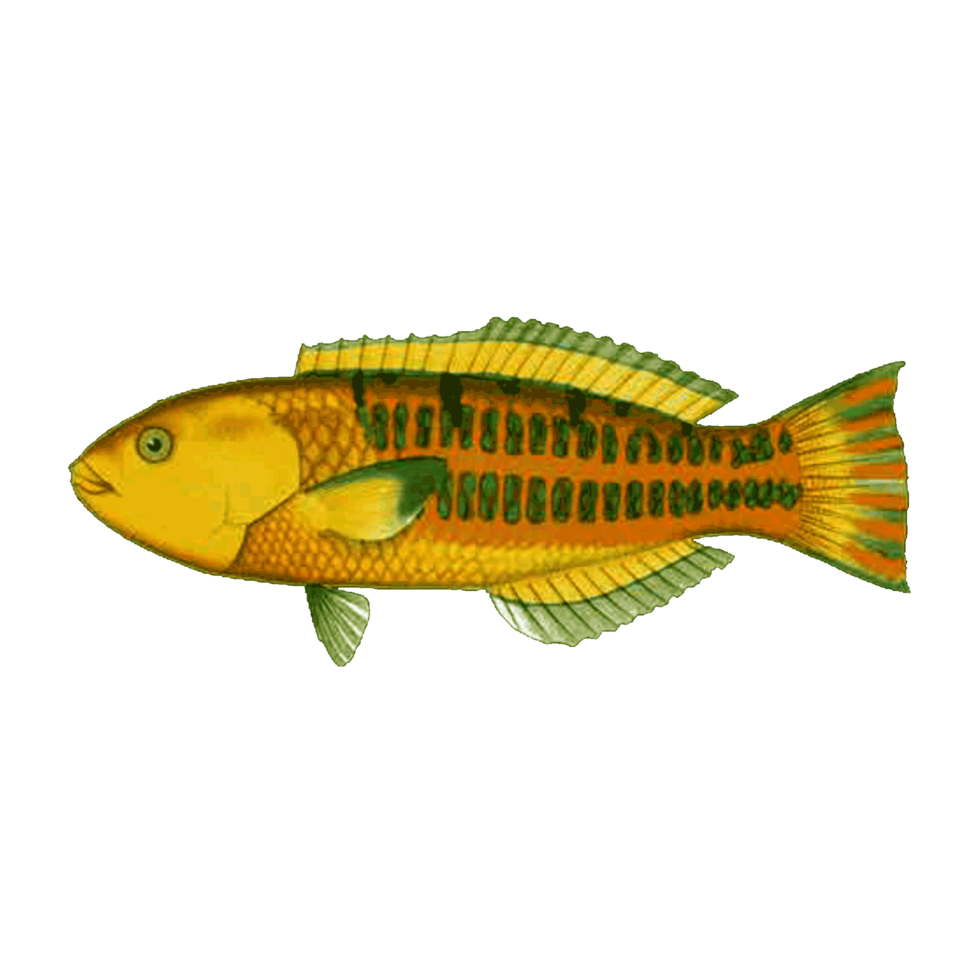 Beautiful Aquarium fish isolated on png transparent background