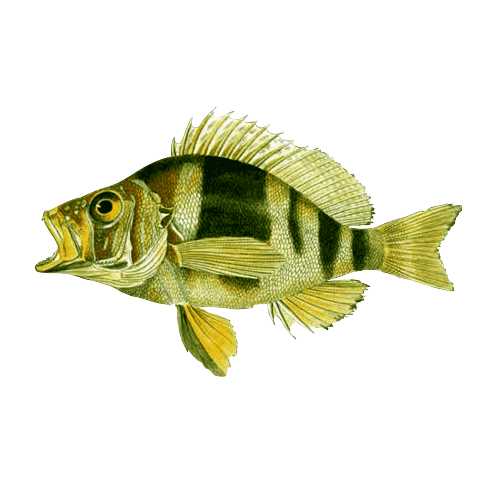 skön akvarium fisk isolerat på png transparent bakgrund